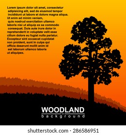  Woodland eco banner. Can be used as poster, badge, wallpaper, backdrop, background, icon, sign. Sunset.