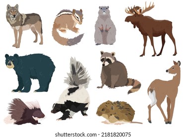 Woodland forest animal vector illustrations isolated. Chipmunk, deer, black bear, groundhog, raccoon, wolf, skunk.