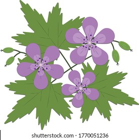 Woodland geranium midsummer flower vector
