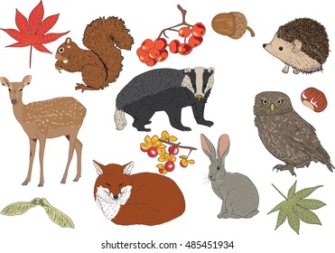 Woodland nature and animals vector set