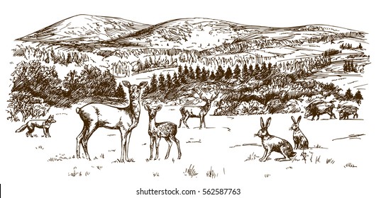 Woodland scenery, forest with deers. Hand drawn illustration