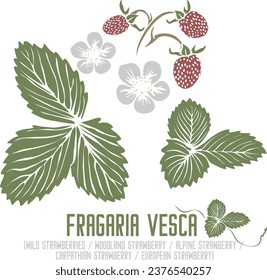 Woodland strawberry, Alpine strawberry, Carpathian or European strawberry in color vector silhouette. Fragaria vesca plant. Set of Wild strawberry in color. Medicinal herbs color drawing