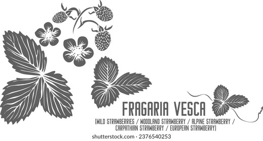 Woodland strawberry, Alpine strawberry vector silhouette. Fragaria vesca plant outline. Set of Wild strawberry, Carpathian or European strawberry in Line. Contour drawing of medicinal herbs