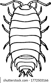 Woodlice are crustaceans with a rigid, segmented, long exoskeleton and fourteen jointed limbs. They form the suborder Oniscidea within the order Isopoda, with over 3, 000 known species, vintage.