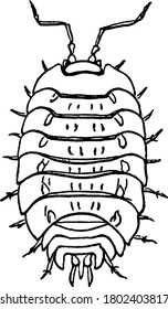 A woodlouse is a crustacean from the monophyletic suborder Oniscidea within the isopods, vintage line drawing or engraving illustration.