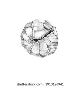 A woodlouse isolated on a white background. black and white book graphics.