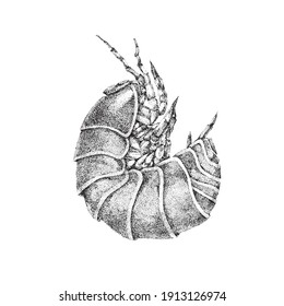 A woodlouse isolated on a white background. black and white book graphics.