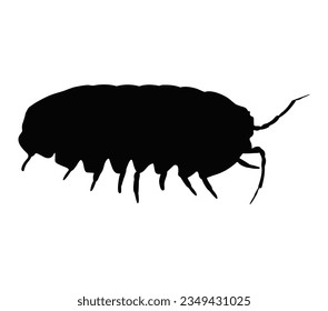 A woodlouse isolated on a white background.