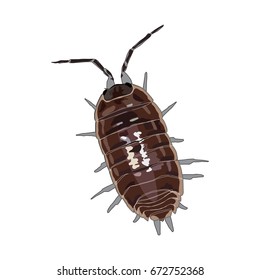 A woodlouse isolated on a white background. Vector realistic illustration.