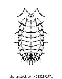 Woodlouse. Vector illustration in cartoon style on a white background.