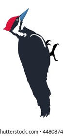 woodpecker