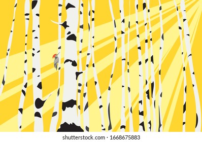 Woodpecker bird in a birch grove against the background of sun rays. warm season in the forest