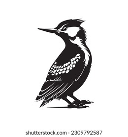 Woodpecker bird black silhouette Vector Illustrator.