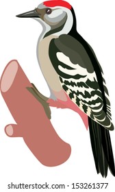 woodpecker bird drawn in a vector