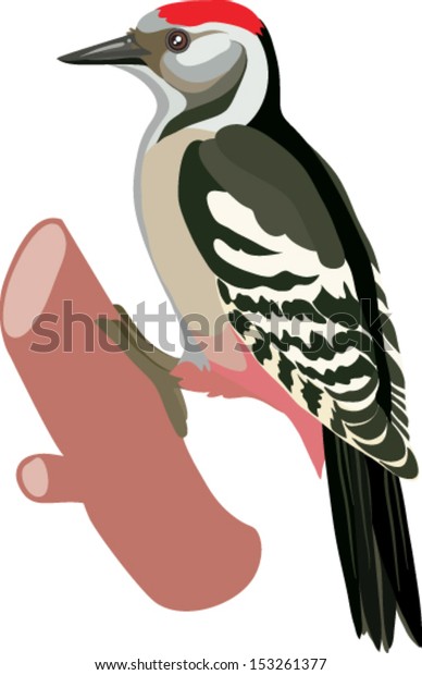 woodpecker bird drawn in a\
vector
