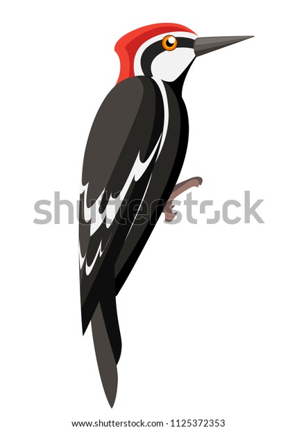 キツツキの鳥 フラットなカートーンのキャラクタデザイン カラフルな鳥のアイコン かわいいウッドペッカーテンプレート 白い背景にベクターイラスト のベクター画像素材 ロイヤリティフリー