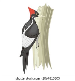 Woodpecker, bird on a tree, red 