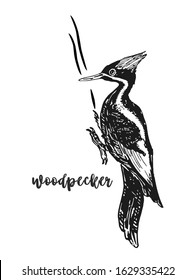 Woodpecker bird, sitting on the tree. Sketch. Dryocopus martius species. Wildlife european and americain nature. Black and white, isolated, for custom design. Vector illustration.