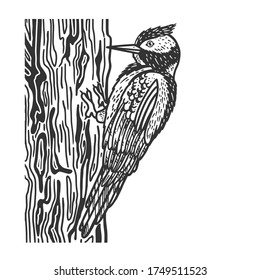 Woodpecker bird sketch engraving vector illustration. T-shirt apparel print design. Scratch board imitation. Black and white hand drawn image.
