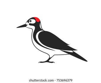 Woodpecker bird vector