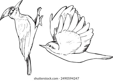 Pájaros carpinteros dibujo blanco y negro. Conjunto de ilustraciones de tinta de fauna silvestre de Naturaleza. Estilo minimalista simple. 