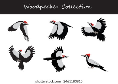 Woodpecker collection. Woodpecker in different poses. Vector illustration.