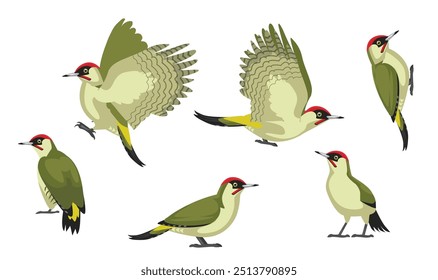 Woodpecker Green European Bird Flying Various Poses Cartoon Vector Character