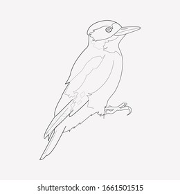 Woodpecker icon line element. Vector illustration of woodpecker icon line isolated on clean background for your web mobile app logo design.