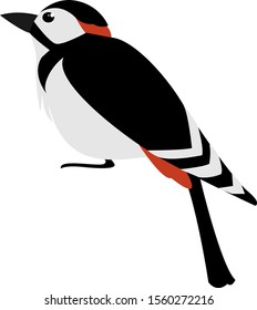 Woodpecker, illustration, vector on white background.