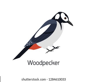 Woodpecker isolated on white background. Beautiful forest omnivorous bird, woodland inhabitant. Funny birdie. Avian species. Modern colorful vector illustration in trendy flat geometric style.