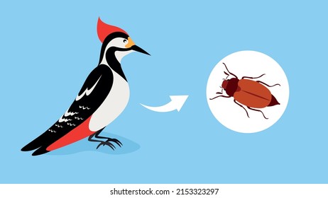 woodpecker on a blue background, woodpecker eats insects