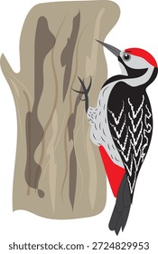 Pájaro carpintero en un árbol (Imagen aislada). diseño de Vector. Lindo Vector de pájaro. Ilustración para postal, Anuncio, cartel.
