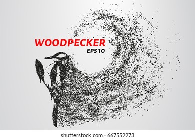Woodpecker from particles. Woodpecker consists of circles and points. Vector illustration.