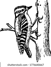 A woodpecker, pecking on the branches of the tree, vintage line drawing or engraving illustration.