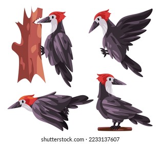 Woodpecker Picidae bird poses fly stand with red head white black color vector graphic illustration 