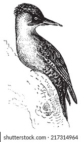 Woodpecker or Piculets or Wrynecks or Sapsuckers, vintage engraved illustration. Dictionary of words and things - Larive and Fleury - 1895.