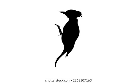 woodpecker silhouette, high quality vector