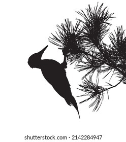 Woodpecker sitting on branch of pine tree. Vector silhouette