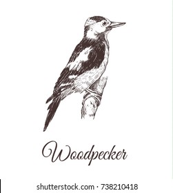 Woodpecker sketch vector illustration. A series of drawings of birds. Woodpecker hand drawing