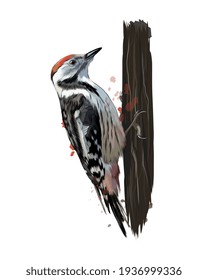 Woodpecker from a splash of watercolor, colored drawing, realistic. Vector illustration of paints