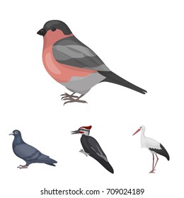 Woodpecker, stork and others. Birds set collection icons in cartoon style vector symbol stock illustration web.