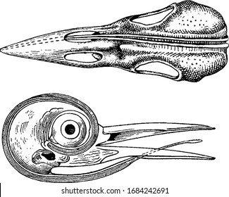 Woodpecker Tongue which is showing root of tongue extending to tip of bill, vintage line drawing or engraving illustration.