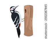 woodpecker vector design. cute bird vector 