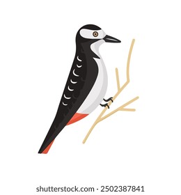 woodpecker vector design. cute bird vector 