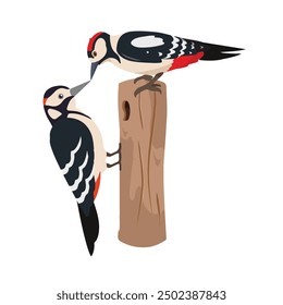 woodpecker vector design. cute bird vector 