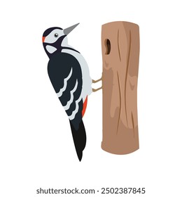 woodpecker vector design. cute bird vector 