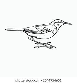 woodpecker vector illustrations. simple draw. hand drawn. easy to edit.