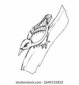 woodpecker vector illustrations. simple drawing