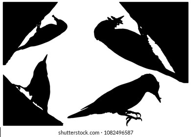 Woodpecker. Vector images. White background.