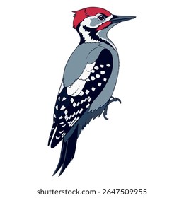 Woodpecker vector in side view – perched full body drawing on white background, 2D vector illustration